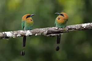 Images Dated 3rd February 2018: Broad-billed Motmot