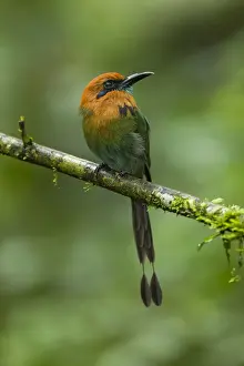 Nesting Prints: Broad-billed Motmot
