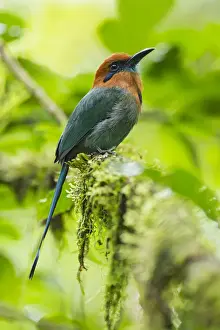Nesting Prints: Broad-billed Motmot