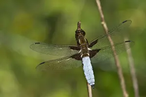 Broad-bodied Chaser or Broad-bodied Darter -Libellula depressa-, male, Burgenland, Austria