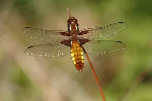 Broad-bodied chaser -Libellula depressa-, female perched on reed, Huehnermoor marsh near Marienfeld, Guetersloh