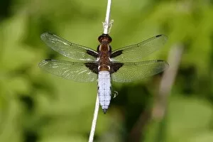 Images Dated 25th May 2012: Broad-bodied chaser -Libellula depressa-, male perched on reed, Huehnermoor marsh near Marienfeld