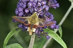 Broad-bordered Bee Hawk-moth -Hemaris Fuciformis- on Summer Lilac or Butterfly-bush -Buddleja-, Baden-Wurttemberg