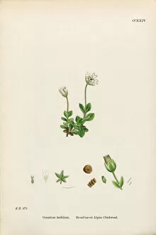 Images Dated 20th February 2017: Broad-Leaved Alpine Chickweed, Cerastium Latifolium, Victorian Botanical Illustration, 1863