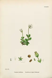 Broad-Leaved Alpine Chickweed, Cerastium Latifolium, Victorian Botanical Illustration, 1863