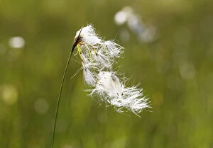 Images Dated 1st July 2013: Broad-leaved Cotton Grass -Eriophorum latifolium-, Kirchseemoor, Upper Bavaria, Bavaria, Germany