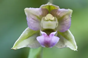 Broad-leaved Helleborine (Epipactis helleborine)