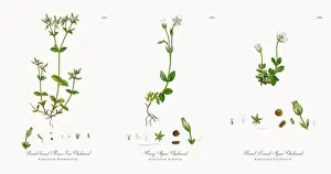 Broad-leaved Mouse-Ear Chickweed, Cerastium Glomeratum, Victorian Botanical Illustration, 1863