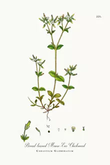 Images Dated 4th October 2017: Broad-leaved Mouse-Ear Chickweed, Cerastium Glomeratum, Victorian Botanical Illustration, 1863