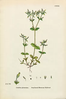 Images Dated 20th February 2017: Broad-leaved Mouse-Ear Chickweed, Cerastium Glomeratum, Victorian Botanical Illustration, 1863