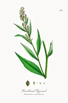 Broad leaved Pepperwort, Lepidium latifolium, Victorian Botanical Illustration, 1863