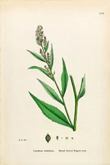 Images Dated 30th January 2017: Broad leaved Pepperwort, Lepidium latifolium, Victorian Botanical Illustration, 1863