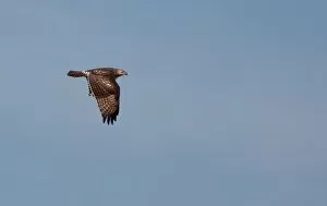 Broad shouldered Hawk flying
