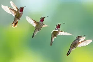 Images Dated 13th August 2017: Broad-tailed hummingbird in flight, in sequence