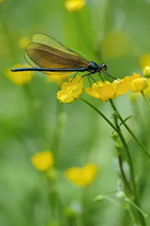 Winged Insect Prints: Broad-winged damselfly -Calopterygidae- on twinflowered marsh marigold -Caltha-