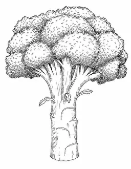 Prints of Dorling Kindersley Prints Unlock the world's wonders with Dorling Kindersley's captivating illustrations – where knowledge meets artistry in every stroke: Broccoli