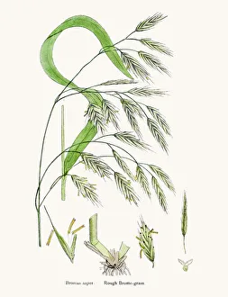 Identity Gallery: Brome grasses evasive weeds