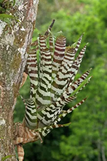 Blooming Gallery: Bromeliad -Aechmea zebrina-, native to Ecuador, Tiputini rain forest, Yasuni National Park