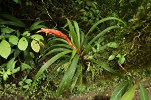 Bromeliad -Bromeliaceae- in flower, Monteverde National Park, Costa Rica, Central America