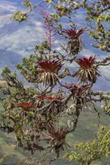 Bromeliads -Bromeliad- on a tree in the mountain cloud forest near Kuelap, Chachapoyas, Amazonas, Peru, South America