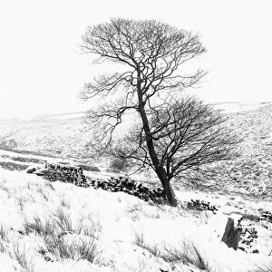 The Brontë Sisters (1818-1855) Collection: Bronte tree in the snow
