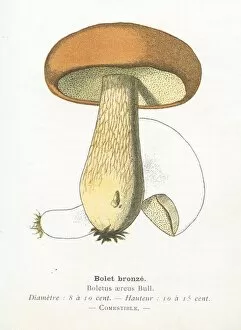 Images Dated 29th January 2018: Bronze bolete mushroom engraving 1895
