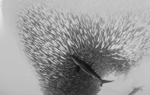 Wildest Animal Collection Prints: Bronze whaler shark attacks a sardine bait ball during the sardine run