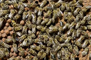 Images Dated 28th April 2012: Brood comb with drone brood surrounded by worker bees -Apis mellifera var. carnica-