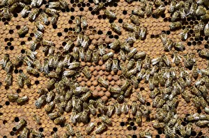 Images Dated 28th April 2012: Brood comb with drone brood surrounded by worker bees -Apis mellifera var. carnica-