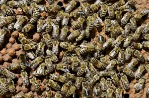 Honeycomb Prints: Brood comb with drone brood surrounded by worker bees -Apis mellifera var. carnica-