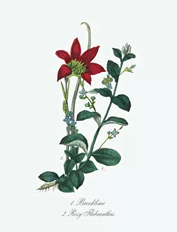 Images Dated 7th July 2016: Brooklime and Rosy Flabranthus Victorian Botanical Illustration