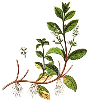 Brooklime (Veronica beccabunga), also called European speedwell