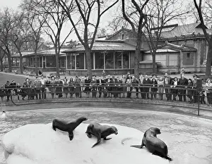 Brooklyn Zoo, New York City