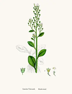 Brookweed