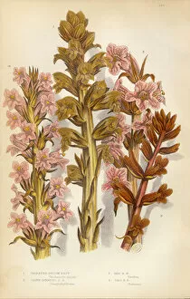Images Dated 2nd February 2016: Broomrape, Clove, Orobanche, Red Broomrape, Victorian Botanical Illustration
