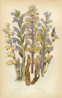Images Dated 2nd February 2016: Broomrape, Clove, Orobanche, Red Broomrape, Toothwort, Victorian Botanical Illustration
