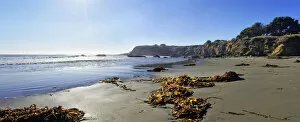 Brown algae -Phaeophyceae- on the sandy beach, Pacific Coast, Cambria, California, United States