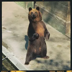 Ferocity Prints: Brown Bear