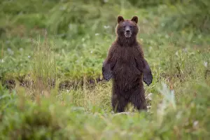 Paul Souders Photography Prints: Brown Bear in Coastal Meadow, Pybus Bay, Alaska