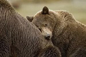 Images Dated 19th September 2010: Brown Bear Cub, Katmai National Park, Alaska