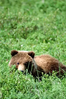 Lying On Front Prints: Brown bear cub (Ursus arctos) resting in green grass
