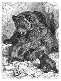Images Dated 14th June 2015: Brown bear and cubs engraving 1882