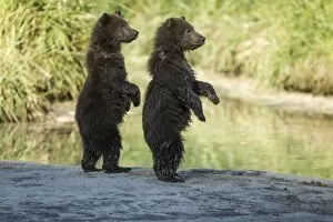 Images Dated 28th August 2012: Brown Bear Cubs, Katmai National Park, Alaska