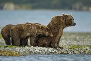 Images Dated 27th August 2010: Brown Bear and Cubs, Katmai National Park, Alaska
