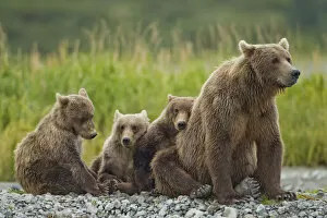 Images Dated 27th August 2010: Brown Bear and Cubs, Katmai National Park, Alaska
