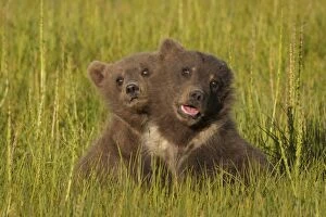 Images Dated 22nd June 2016: Brown bear cubs, Lake Clark National Park, Alaska, USA