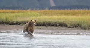 Images Dated 25th August 2015: Brown Bear Fishing