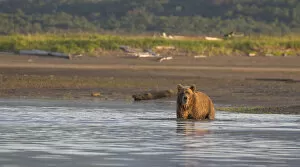 Images Dated 24th August 2015: Brown Bear Fishing
