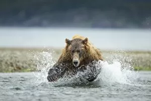 Images Dated 22nd August 2012: Brown Bear, Katmai National Park, Alaska