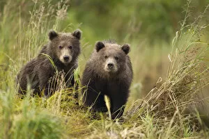 Images Dated 8th September 2011: Brown Bear, Katmai National Park, Alaska